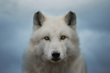 Arctic wolf looking at the camera, Canis lupus arctos, Polar wolf or white wolf, Close-up portrait - Powered by Adobe
