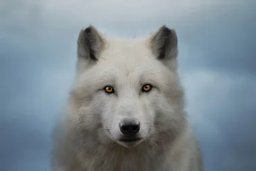 Poster Arctic wolf looking at the camera, Canis lupus arctos, Polar wolf or white wolf, Close-up portrait © Tomas Hejlek