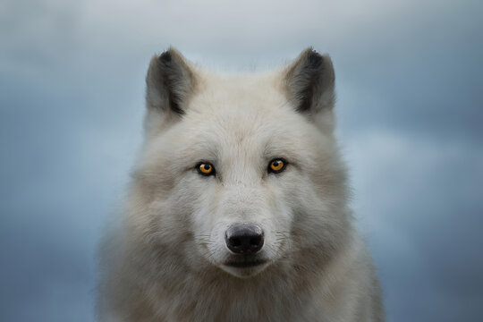 Arctic wolf looking at the camera, Canis lupus arctos, Polar wolf or white wolf, Close-up portrait