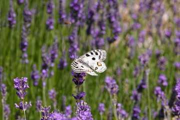 Mosel-Apollo (Parnassius apollo)  fliegt in Lavendelfeld im Moseltal