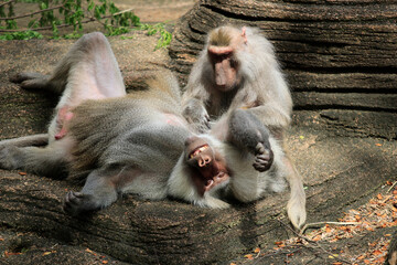 Hamadryas baboons preening with eye contact (papio hamadryas)