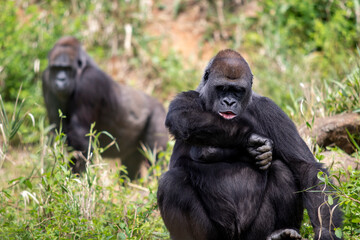 Adult female western lowland gorilla looking at wrist as if checking time with make gorilla in background
