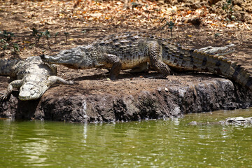 crocodile du nil - Nile crocodile
