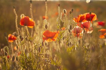 The blooming poppy flowers in the field