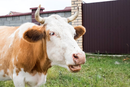 A cow with an open mouth, teeth are visible. Flies stuck to the face of the animal