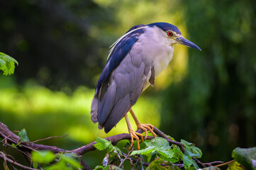 Naklejka premium Closeup portrait of a Black-Crowned Night Heron