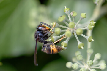 Frelon à patte jaune, Frelon asiatique Vespa velutina nigrithorax sur lierre