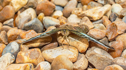 Close up front view of a Clipper Brush Footed Butterfly