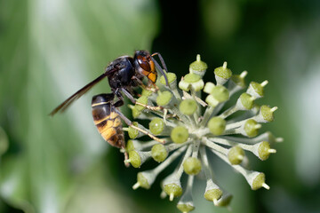 Frelon &agrave; patte jaune, Frelon asiatique Vespa velutina nigrithorax sur lierre