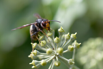 Frelon à patte jaune, Frelon asiatique Vespa velutina nigrithorax sur lierre