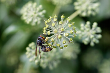 Frelon à patte jaune, Frelon asiatique Vespa velutina nigrithorax sur lierre