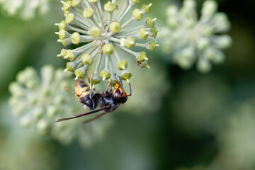 Frelon à patte jaune, Frelon asiatique Vespa velutina nigrithorax sur lierre