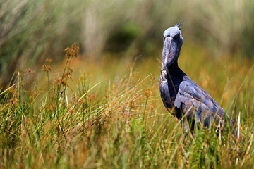 bec en sabot (balaeniceps rex) - shoebill (balaeniceps rex)