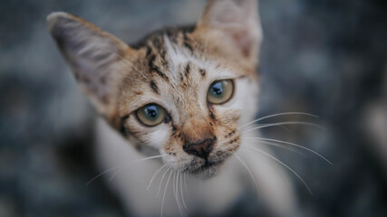 I sold this photo, because it brings my wife to life, because my job was not there for 3 months in a photograper, I sold the photo for 5 USD, please help to turn my wife on, Thank you very much
NOTE: 