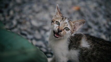 I sold this photo, because it brings my wife to life, because my job was not there for 3 months in a photograper, I sold the photo for 5 USD, please help to turn my wife on, Thank you very much
NOTE: 