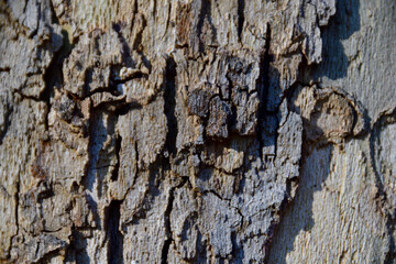 Baum Rinde