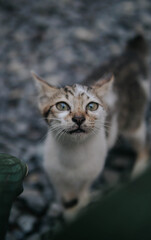 I sold this photo, because it brings my wife to life, because my job was not there for 3 months in a photograper, I sold the photo for 5 USD, please help to turn my wife on, Thank you very much
NOTE: 