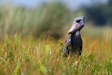 bec en sabot (balaeniceps rex) - shoebill (balaeniceps rex)