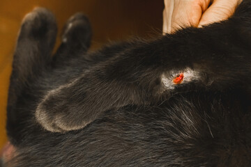 Wound on the paw of a black cat, close-up, soft focus