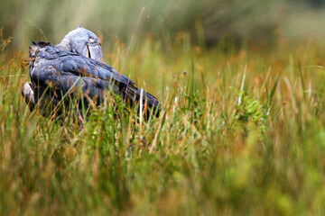 bec en sabot (balaeniceps rex) - shoebill (balaeniceps rex)