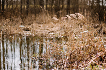 River among the trees in the spring or autumn season. Wildlife concept. Swamp in the forest. Wetlands are shrinking and threatened. The problem of ecology and drainage of rivers.