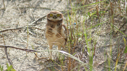 Civetta in posa, S. Francisco do Sul, S. Catarina, Brasile