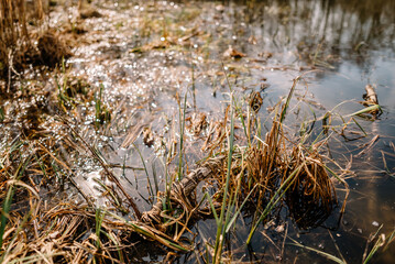 River among the trees in the spring or autumn season. Wildlife concept. Swamp in the forest. Wetlands are shrinking and threatened. The problem of ecology and drainage of rivers.