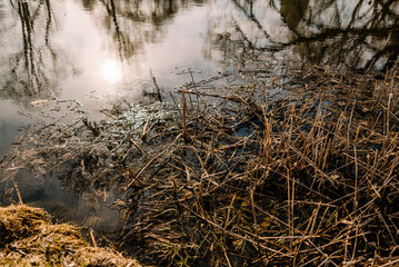 River among the trees in the spring or autumn season. Wildlife concept. Swamp in the forest. Wetlands are shrinking and threatened. The problem of ecology and drainage of rivers.