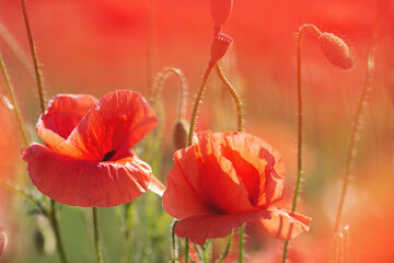 Obraz premium Closeup of the poppy flowers in springtime. Wild flower in all its glory. Beautiful poppy fields shot. Bright wild red poppies, growing in field. 