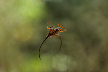 Long Horned Spider on Web 