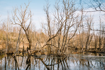 Obraz premium River among the trees in the spring or autumn season. Wildlife concept. Swamp in the forest. Wetlands are shrinking and threatened. The problem of ecology and drainage of rivers.