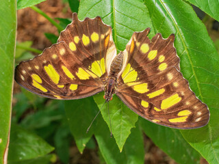 Close up of a  Bright Malachite Butterfly at rest on a green leaf