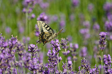 Schwalbenschwanz (Papilio machaon)