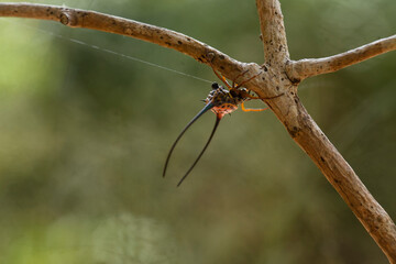 Long Horned Spider on Web 