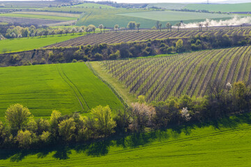 Spring vineyard near Lampelberk, Znojmo region, Southern Moravia, Czech Republic