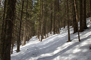 winter forest in the snow