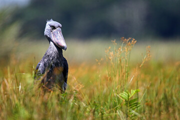 bec en sabot (balaeniceps rex) - shoebill (balaeniceps rex)