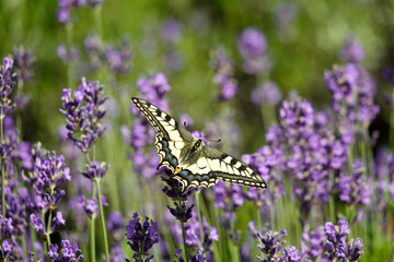 Schwalbenschwanz (Papilio machaon)