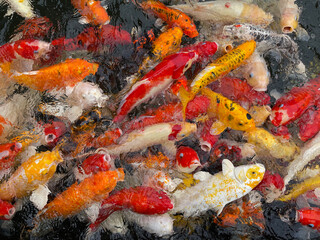 Obraz na płótnie Canvas Japanese colorful Koi fish swimming in the decoration garden pond when feeding food.