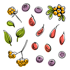 Berry set top view. Colorful line sketch collection of fruits and berries isolated on white background. Doodle hand drawn fruits. Vector illustration