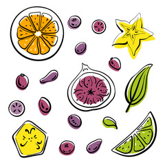 Orange, lime, banana, star fruit, fig slices top view. Colorful line sketch collection of fruits and berries isolated on white background. Doodle hand drawn fruits. Vector illustration