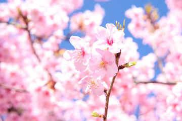 Fototapeta na wymiar さくら 桜 サクラ ピンク 花びら 花見 美しい 綺麗 満開 新生活 入学 卒業 