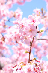 Fototapeta na wymiar さくら 桜 サクラ 満開 綺麗 花見 美しい 背景 青空 晴れた ピンク 新生活 