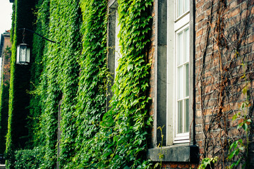 Brick wall covered with green grape and ivy (Hedera helix)