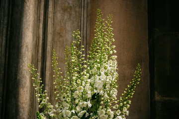 Closeup beautiful white silvery lupine flowers on stone background