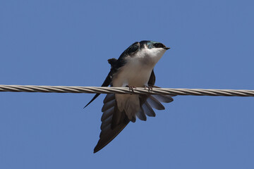 Tree swallows mating and flying on beautiful bright blue spring sky nice day