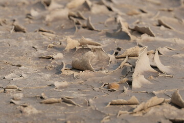 The dry soil and the cracked soil surface are curved and curled.