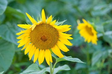 Un tournesol en gros plan dans un champ