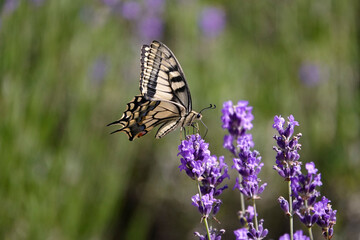 Schwalbenschwanz (Papilio machaon)