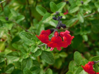 Autumn sage, or Salvia Greggii, red flowers